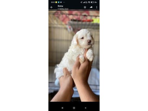 Toy poodle yavrumuz dişi