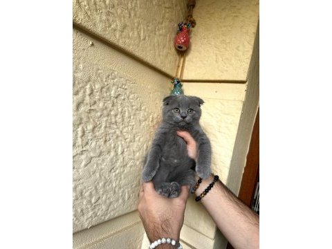 A kalite safkan scottish fold blue