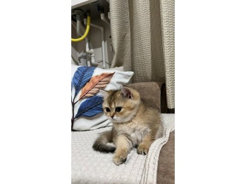 British shorthair kedisi