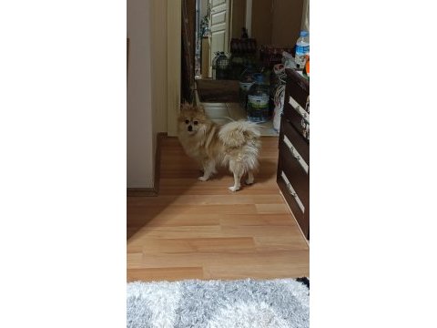 Pomeranian spitz uyguna verilecek (acil)