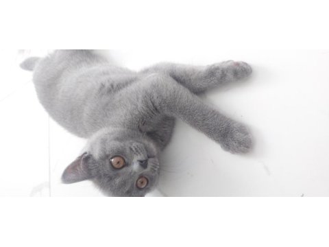 British shorthair 2,5 aylık