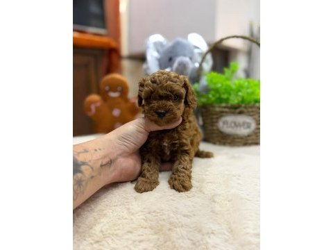 Safkan maltipoo yavrular teacup bakırköy