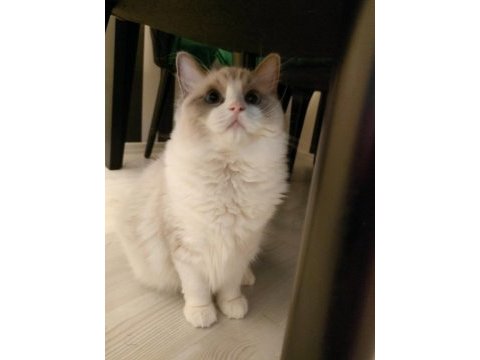 Şampiyon anne babanın şecereli ragdoll yavruları
