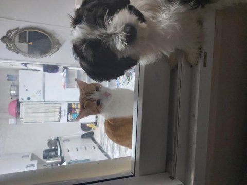 3.5 aylık siyah beyaz toy poodle