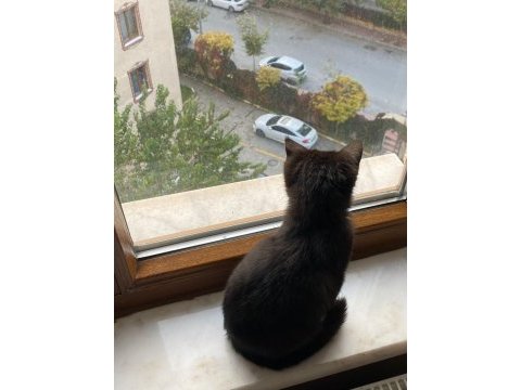 Siyah bebek kedimize yuva arıyoruz