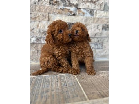 Show cllas red brwon toy poodle yavrular