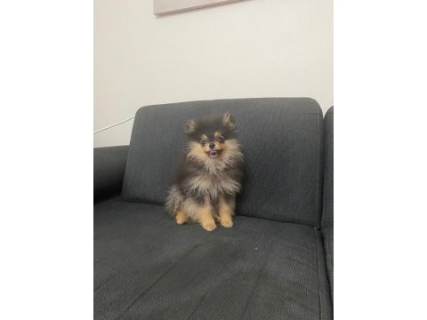A kalite pomeranian yavru