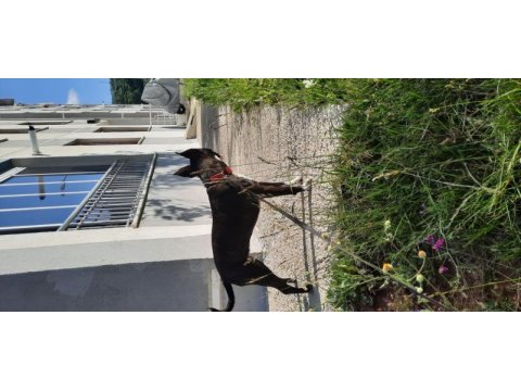 Köpeğime yuva arıyorum acil lütfen acil