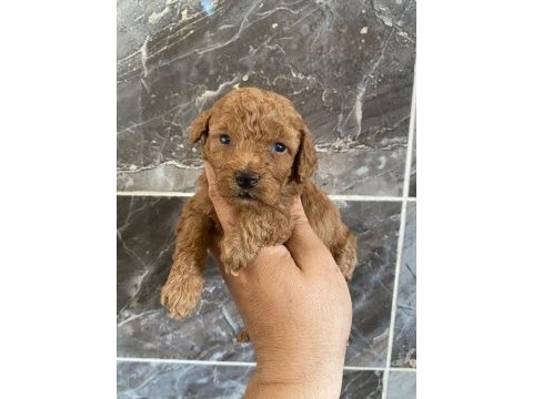 Orjinal minyatür toy poodle yavrular 