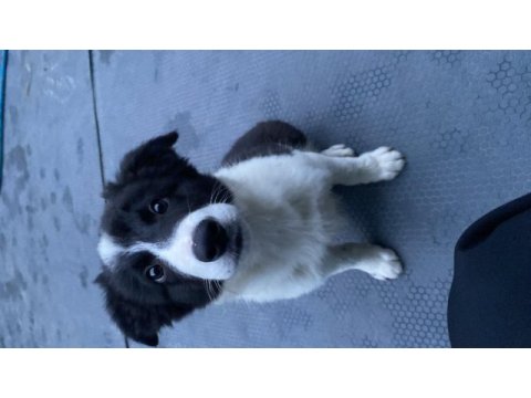 Full eğitimli yavru border collie