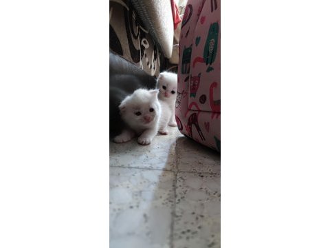 British shorthair karne hediyesi kediler