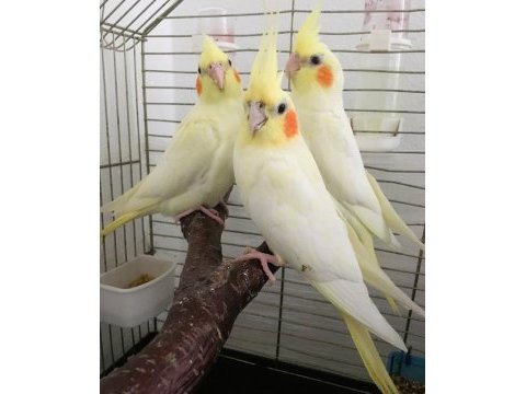 Yavru sultan papaganı bebek uygun erkek