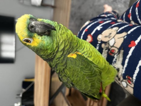 Eşşiz güzellikte oyun hamuru amazon papağanı