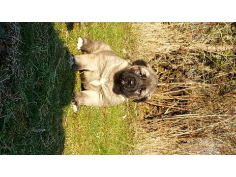 Alemde tek köpeğimiz