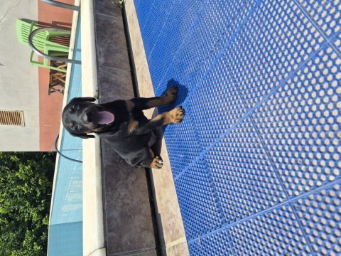 Doberman yavrularımız