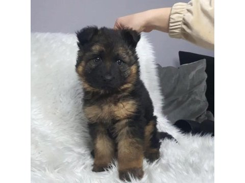 A kalite alman kurdu yavrular