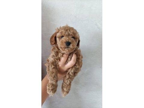 Toy poodle bebekler teslime hazır
