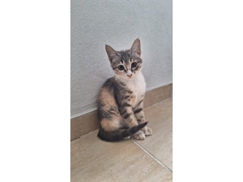 Tekir ve norveç orman kedisi kırması dişi yavru