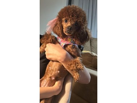 Red brown poodle kızımız