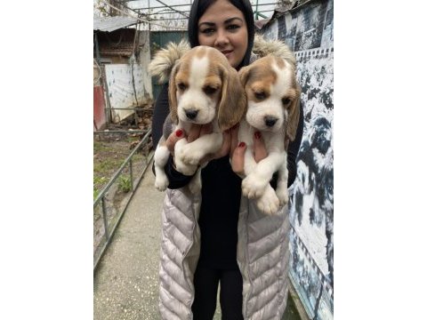Safkan elizabet beagle yavrularım