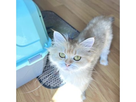 Safkan pedigreli british longhair