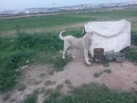 1 çift adamcıl kangal