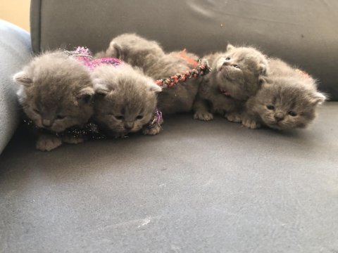Dişi tombul scottish fold yavrular