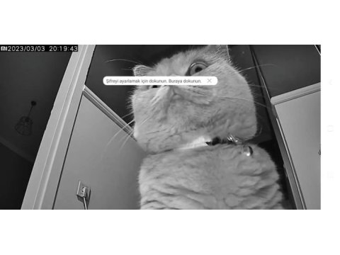 Kısırlaştırılmış çok uysal british shorthair lili hanım