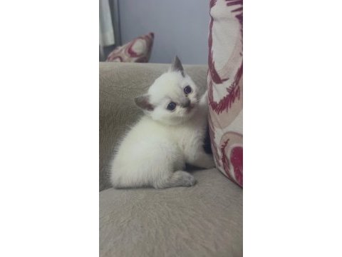 Melek kedilerim ilanda