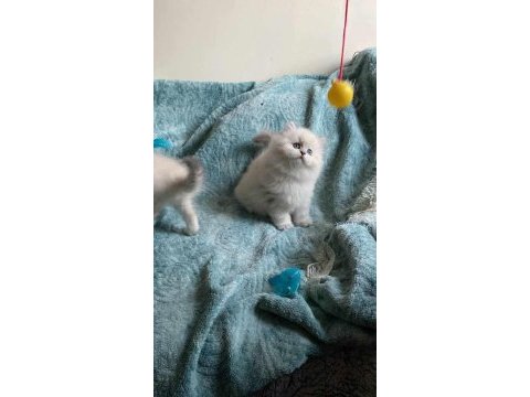 En güzel kediler biziz