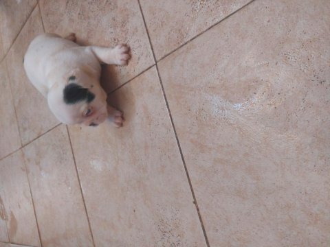 French bulldog yavrular 45 günlük