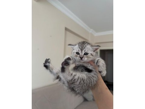 British shorthair yavrular