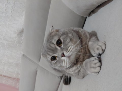 Sahiplendirilecek scottish fold kedimiz