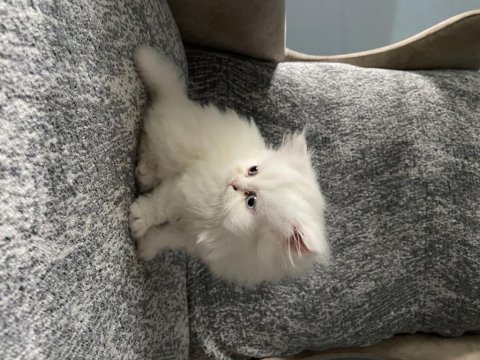 Exotic shorthair yavru 50 günlük