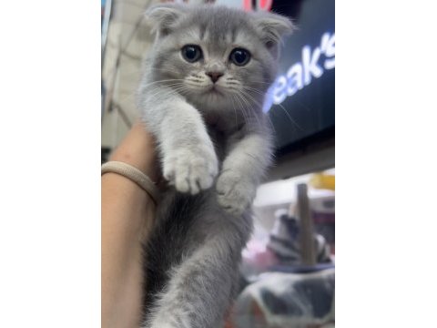 Scottish fold dişi blue golden