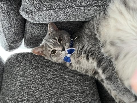 British shorthair kedimiz gayet sağlıklı