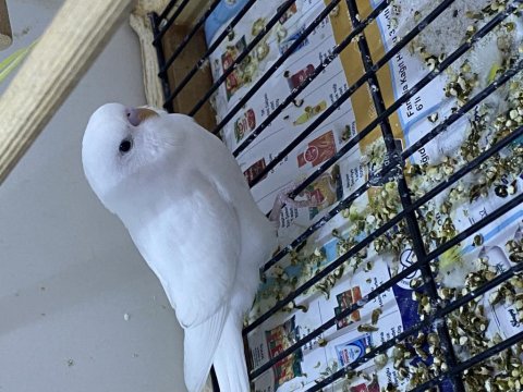 Yavru muhabbet kuşu mükemmel
