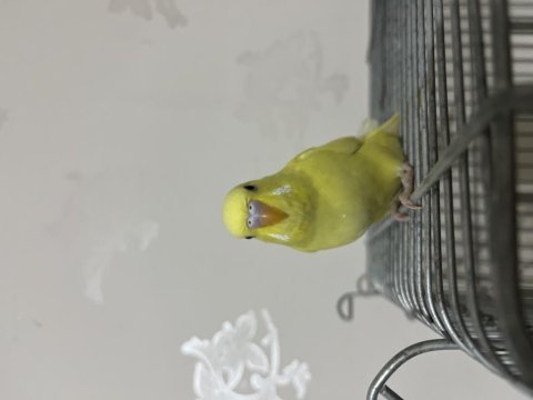 Bebek muhabbet kuşu nokta hatasız sarı
