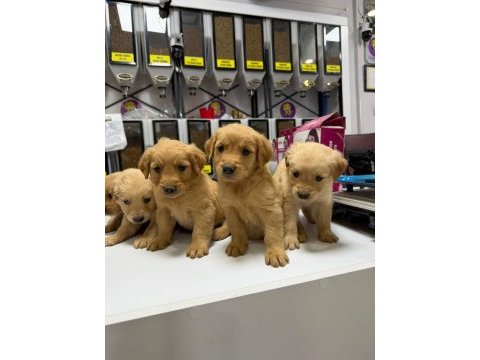 Son 3 erkek golden retriever bebekler