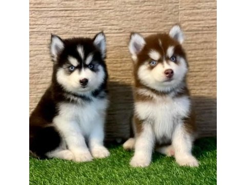 Kusursuz anatomi husky yavrularımız