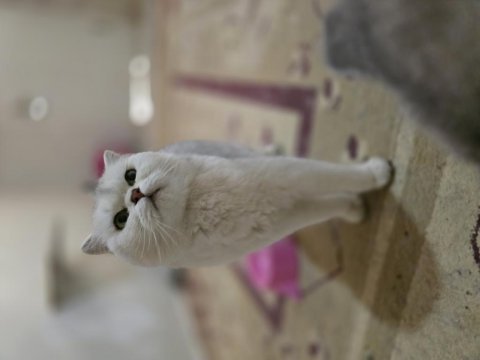 Silver scottish fold dişi
