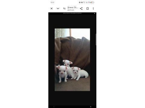 Şivava (chihuahua) yavruları