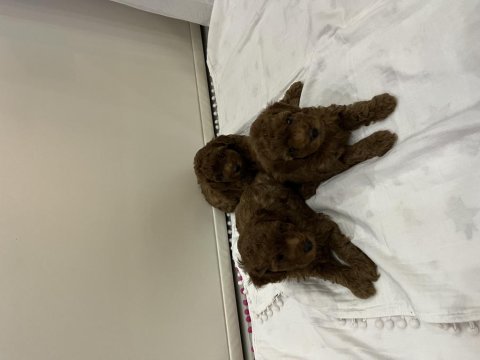 Evimde baktığım toy poodle yavrularım