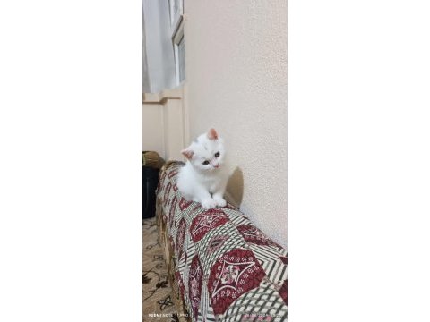 55 günlük beyaz british shorthair