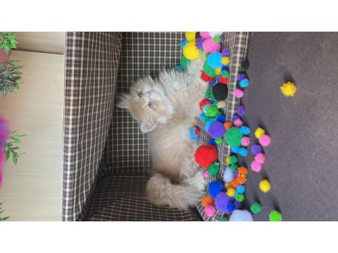 British longhair pamuk şekerler