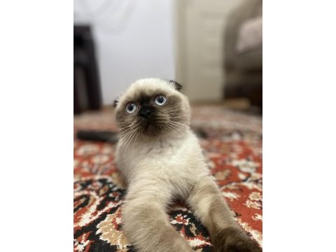 Scottish fold seal point (3 aylık dişi)