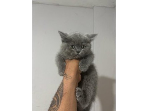 Top kafa üst sınıf british shorthair yavrular