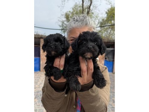Sevimli morkie yavrularımız