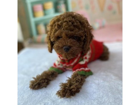 Yavru toy poodle