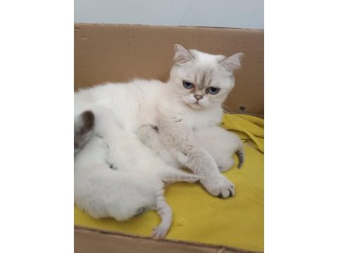 Safkan blue point 30 günlük beyaz british shorthair